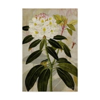 Zaštitni znak likovne umjetnosti Rhododendron of the Mens, ulje na platnu Johna Butlera